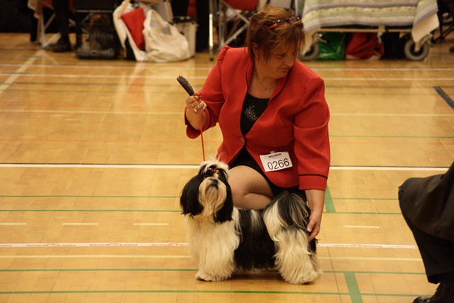 Shih Tzu Danmark